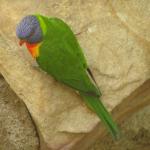 Newcastle - Blackbutt Reserve 